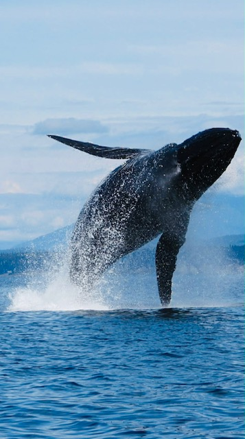 A large, dark whale breaching the water, with water splashing around it. The ocean water is calm, blue and behind the whale are forested mountains under partly cloudy skies.